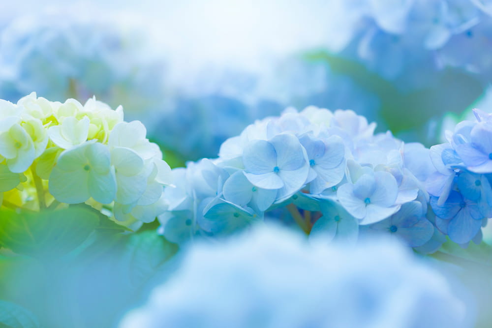 紫陽花の花のイメージ